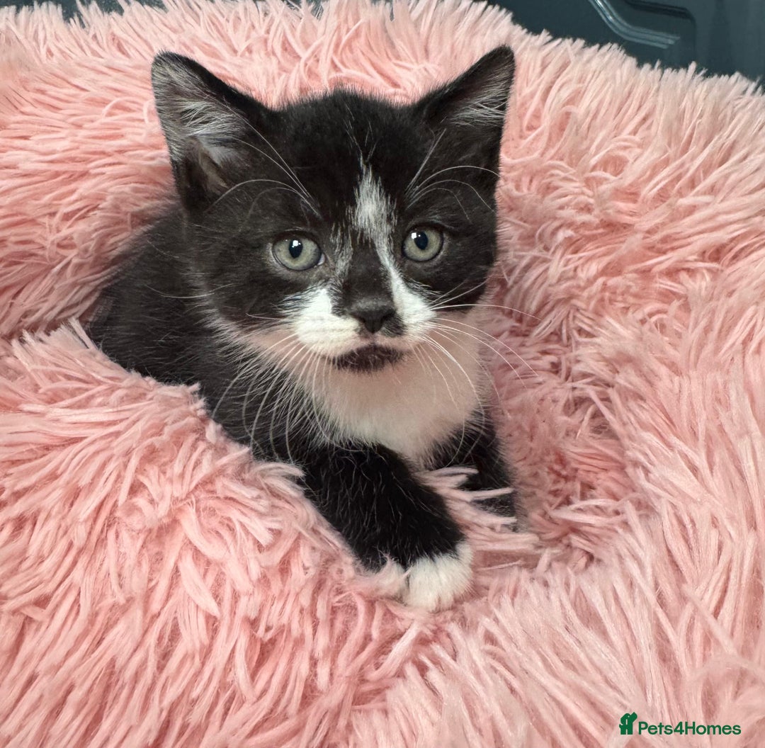 Scottish Fold cats for sale: Kittens - Image 6