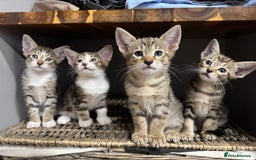 Siamese cats for sale: Siamese-Tabby Mix Kittens Available from 17th Sept - Image 1