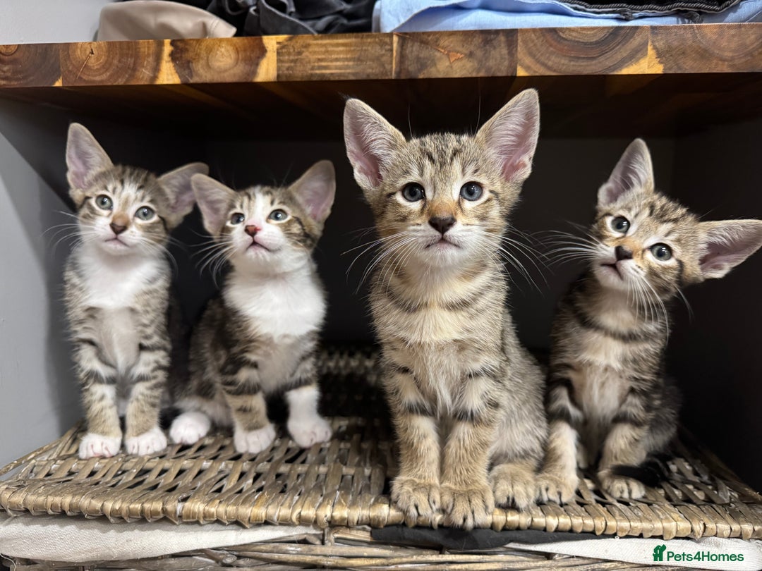 Siamese cats for sale: Siamese-Tabby Mix Kittens Available from 17th Sept - Image 1