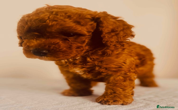 Maltipoo dogs 🐾 🌟 Maltipoo Puppies⭐️ READY NOW   - Advert 1