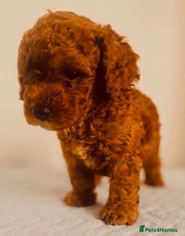 Maltipoo dogs 🐾 🌟 Maltipoo Puppies⭐️ READY NOW - Advert 1