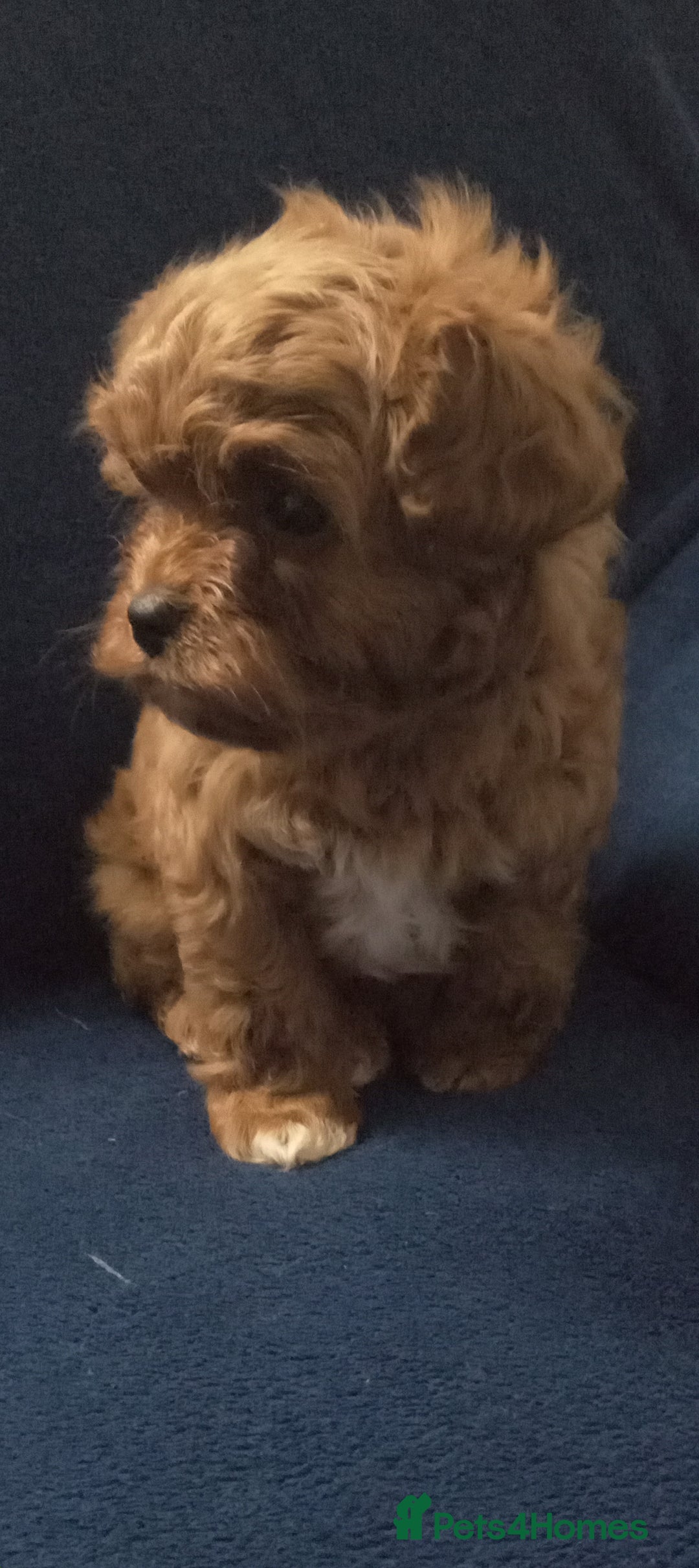 Cavapoo dogs for sale: Health tested cavapoo - Advert 5