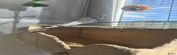 Budgerigars birds for sale: Blue birds  in Leeds - Advert 2