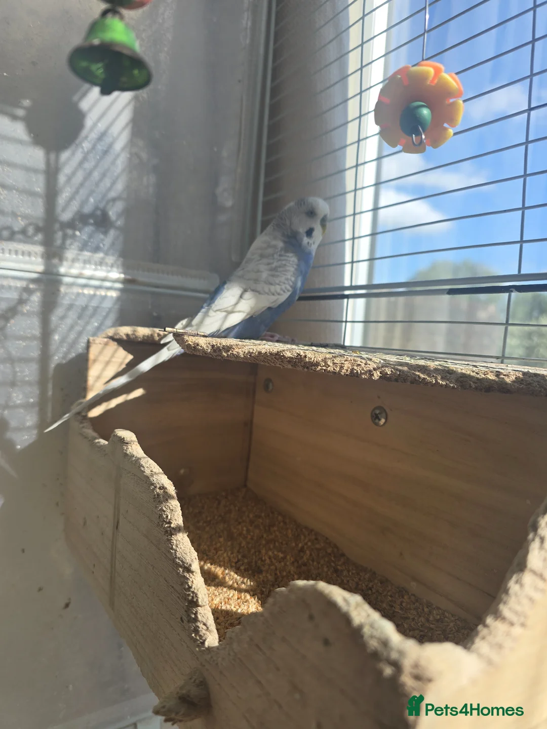 Budgerigars birds for sale: Blue birds  in Leeds - Advert 2