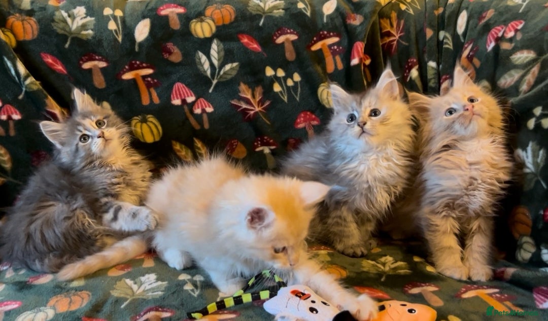 Maine Coon cats for sale: Maine Coon Kittens TICA  - Image 2