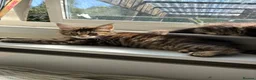Maine Coon cats for sale: Maine coon kittens  - Advert 16