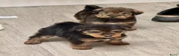 Welsh Terrier dogs for sale: Wawuzer puppies  in Haverfordwest - Advert 7