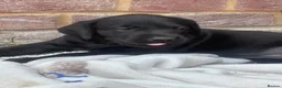 Labrador Retriever dogs for sale: Miss Ashlea shutler  - Advert 5