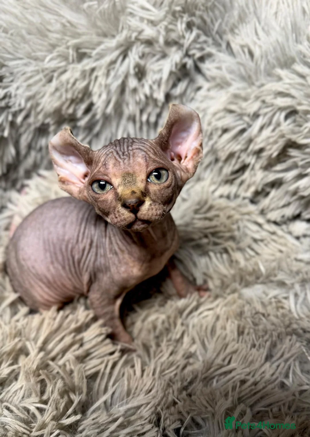 Sphynx cats for sale: TICA Reg Sphynx Kittens, Extensive Genetic Testing - Advert 2