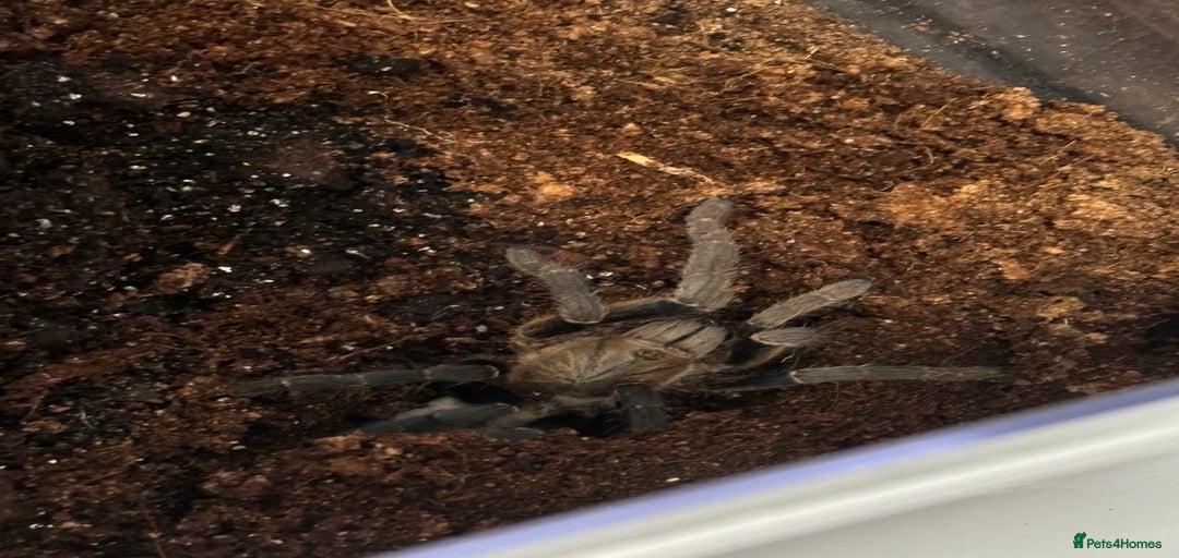 Gallery Image {{count}}