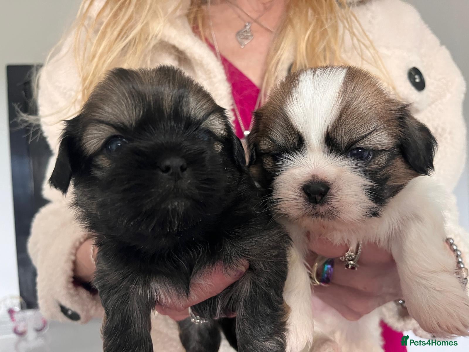 Mixed Breed dogs Beautiful Lhaso Apso cross Shih Tzu pupps for sale - Advert 1