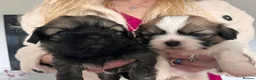 Mixed Breed dogs for sale: Lhasa Apso cross Shih Tzu puppies for sale  - Advert 3