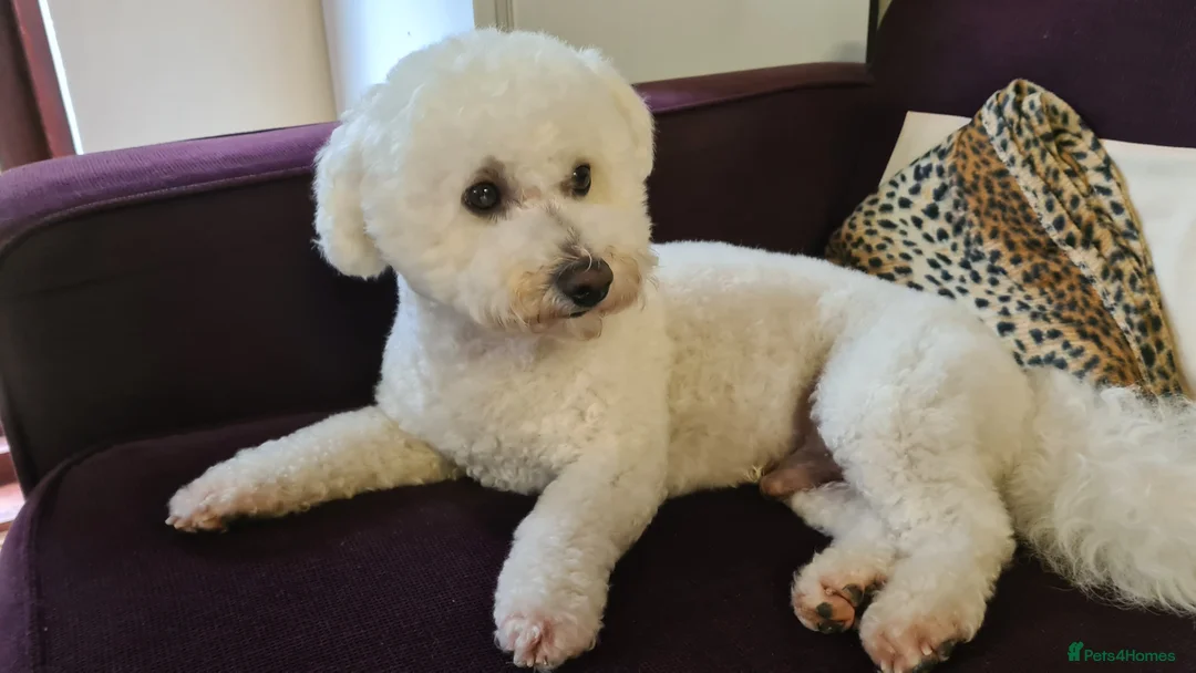 Bichon Frise dogs for stud: Bichon Frise for stud in Milton Keynes - Advert 9
