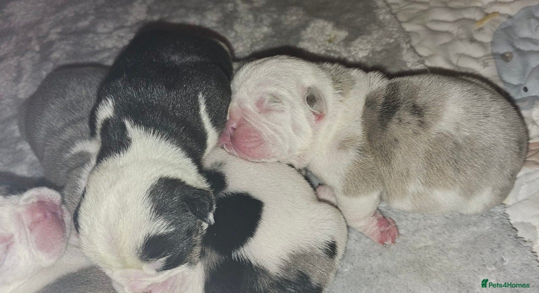 English Bulldog dogs for sale: 🌟 health tested parents 🌟 - Image 28