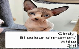 Sphynx cats for sale: REDUCED Ready now qualityTica Canadian kittens - Image 7