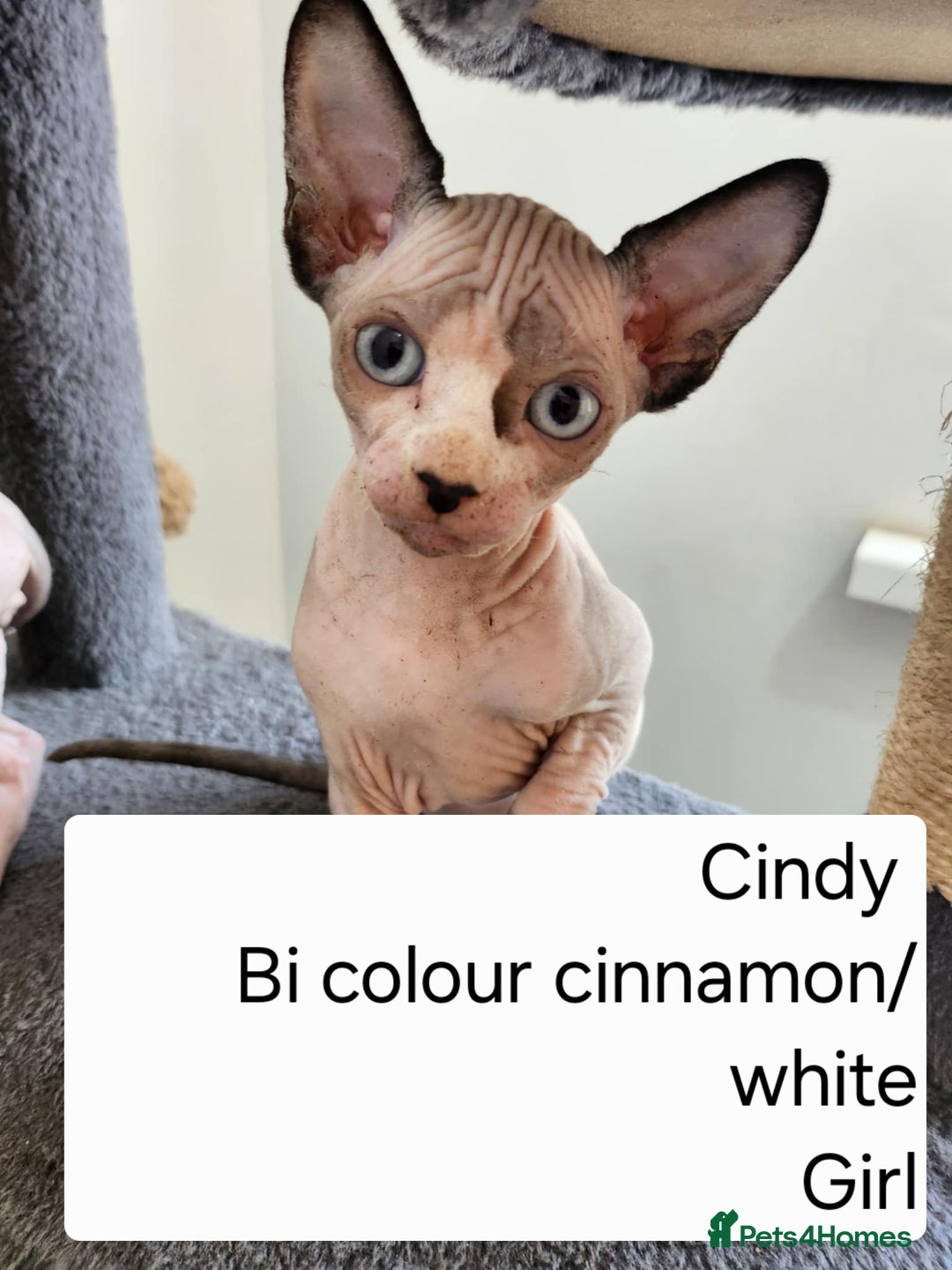Sphynx cats for sale: REDUCED Ready now qualityTica Canadian kittens - Image 7
