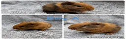 Guinea Pig rodents for sale: Boar guinea pigs - Advert 2