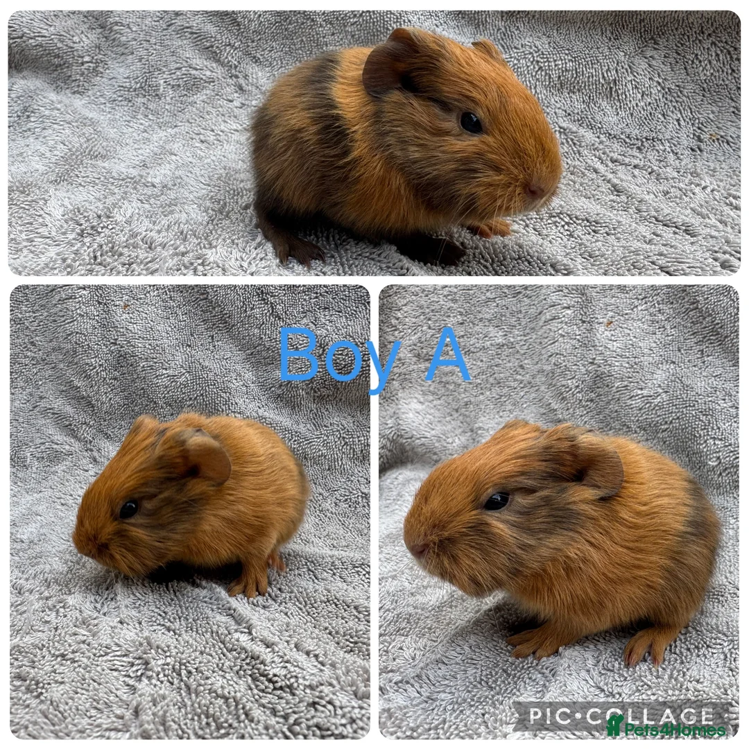 Guinea Pig rodents for sale: Boar guinea pigs - Advert 2