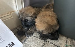 German Shepherd dogs for sale: KC Long Coated German Shepherd Puppies  - Image 8