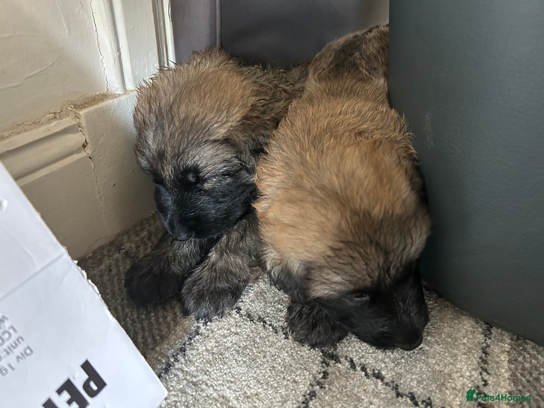 German Shepherd dogs for sale: KC Long Coated German Shepherd Puppies  - Image 8