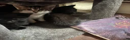 Mixed Breed cats for sale: Kittens  in Preston - Advert 7