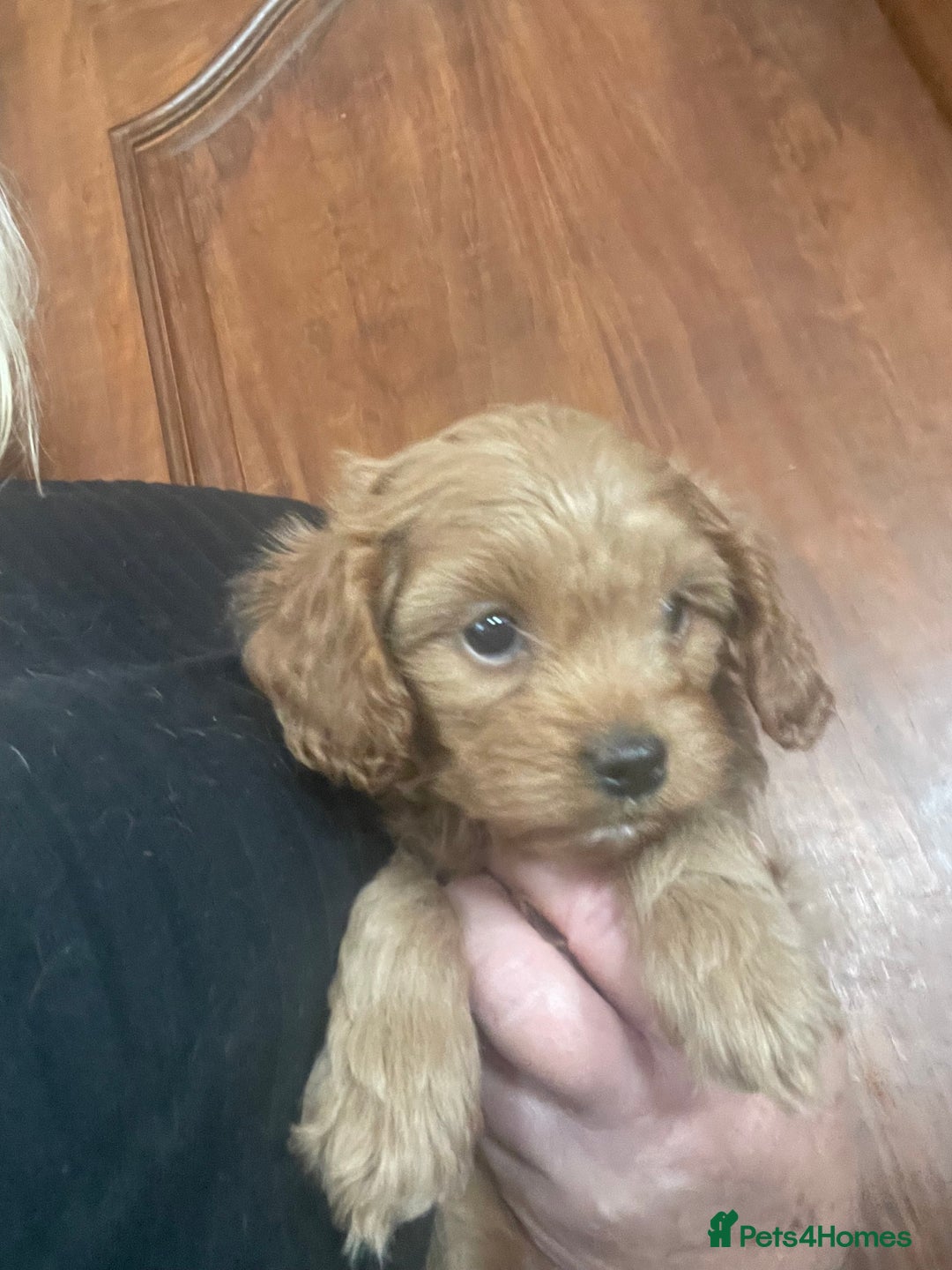 Cavapoo dogs for sale: Cavapoos puppies - Image 4