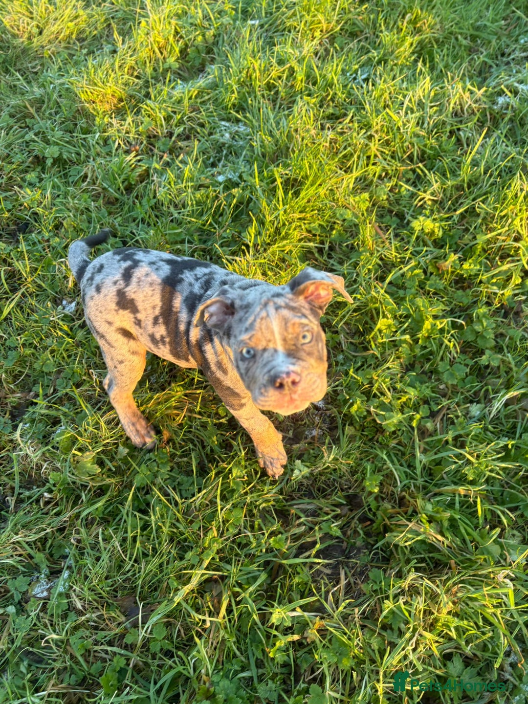 Olde English Bulldogge dogs for sale: 3 male puppy Olde English Bulldogges left - Advert 34