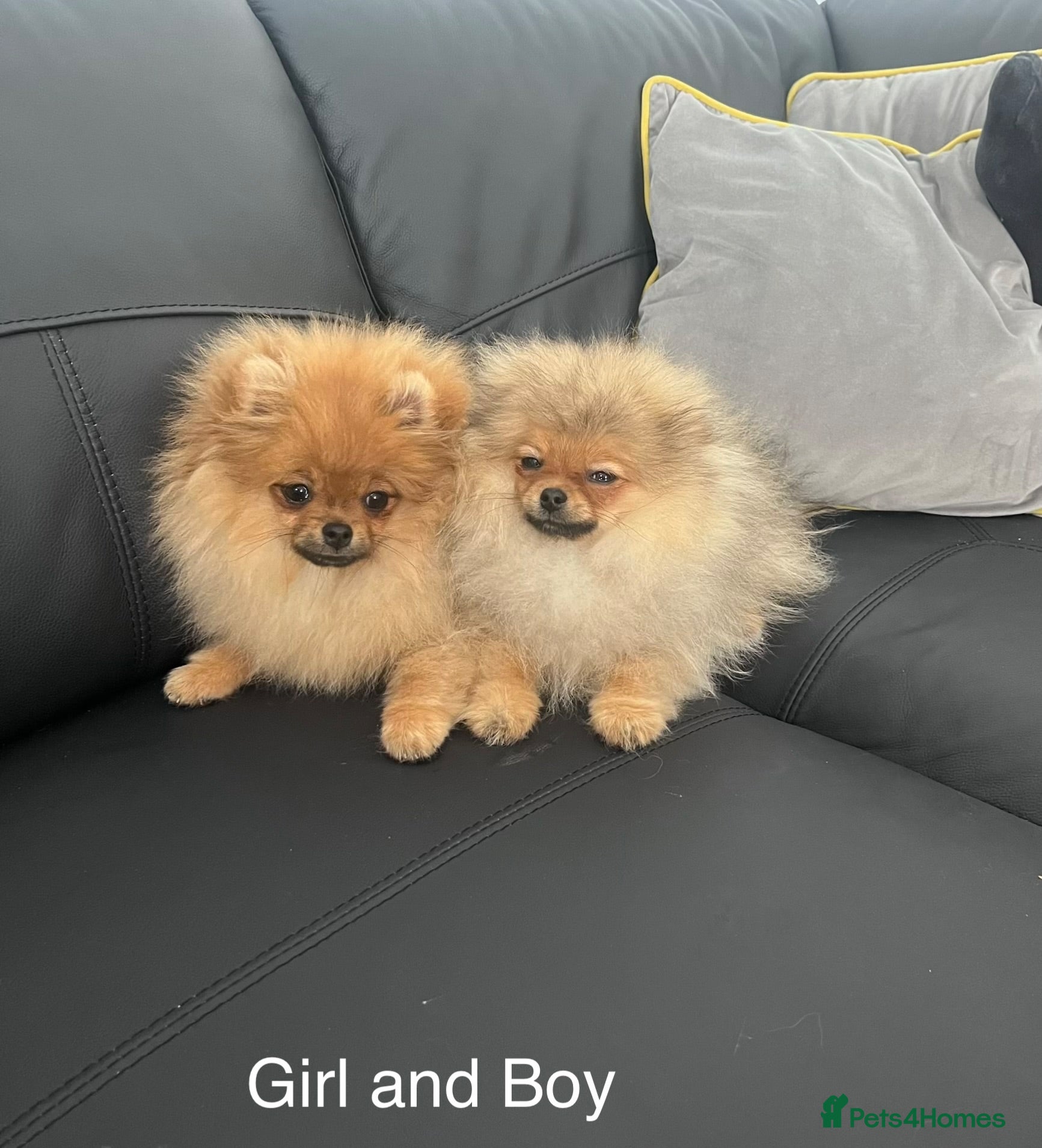Pomeranian dogs Teddy Face🐻Small Size🏆KC - Advert 2