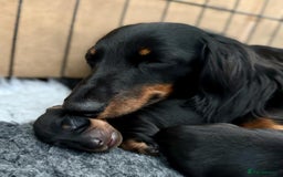 Miniature Dachshund dogs for sale: Miniature Smooth-Haired Dachshunds  - Image 6