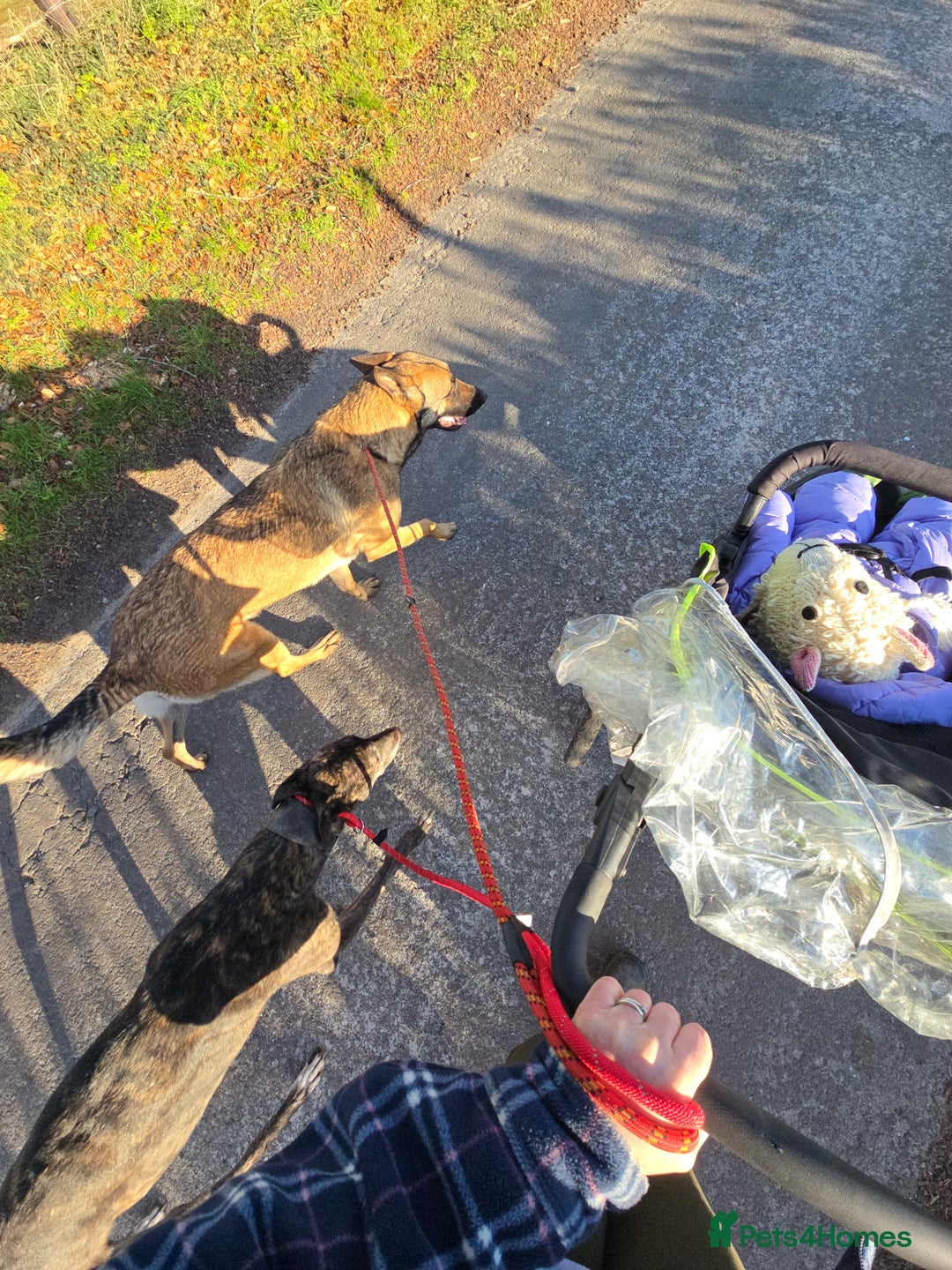 Greyhound dogs for sale: 7 yo greyhound female. For warm loving home. - Advert 4