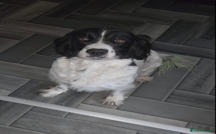 English Springer Spaniel dogs - Advert 1