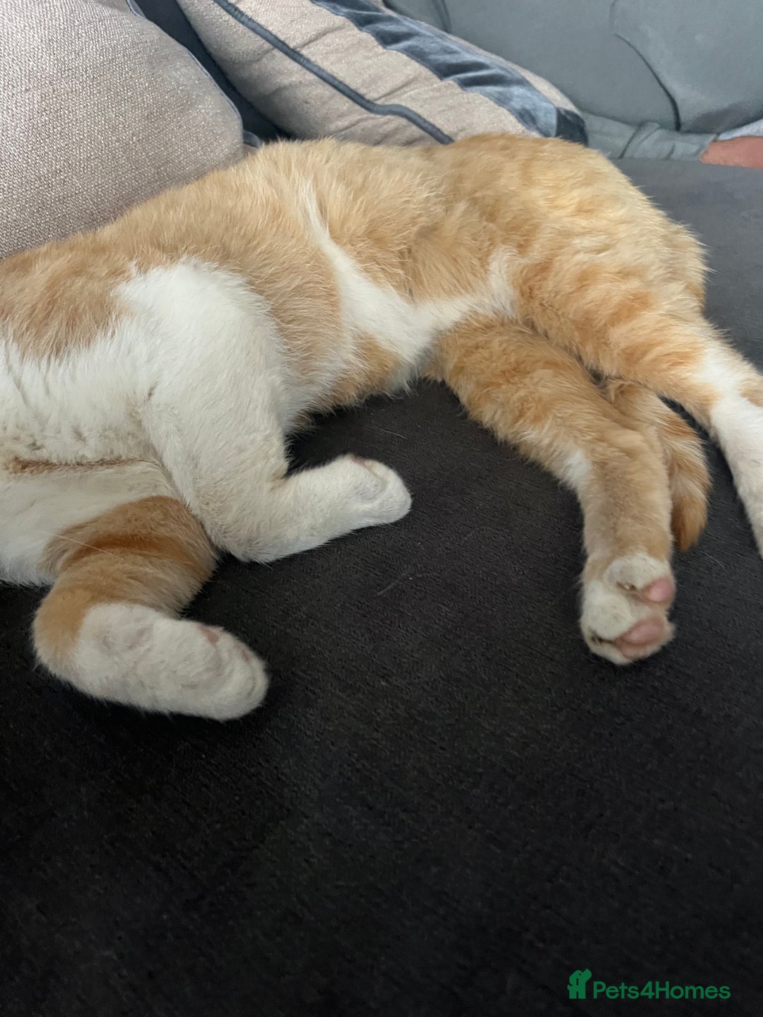 Domestic Shorthair cats for sale: Biscuit needs a new home  - Image 3