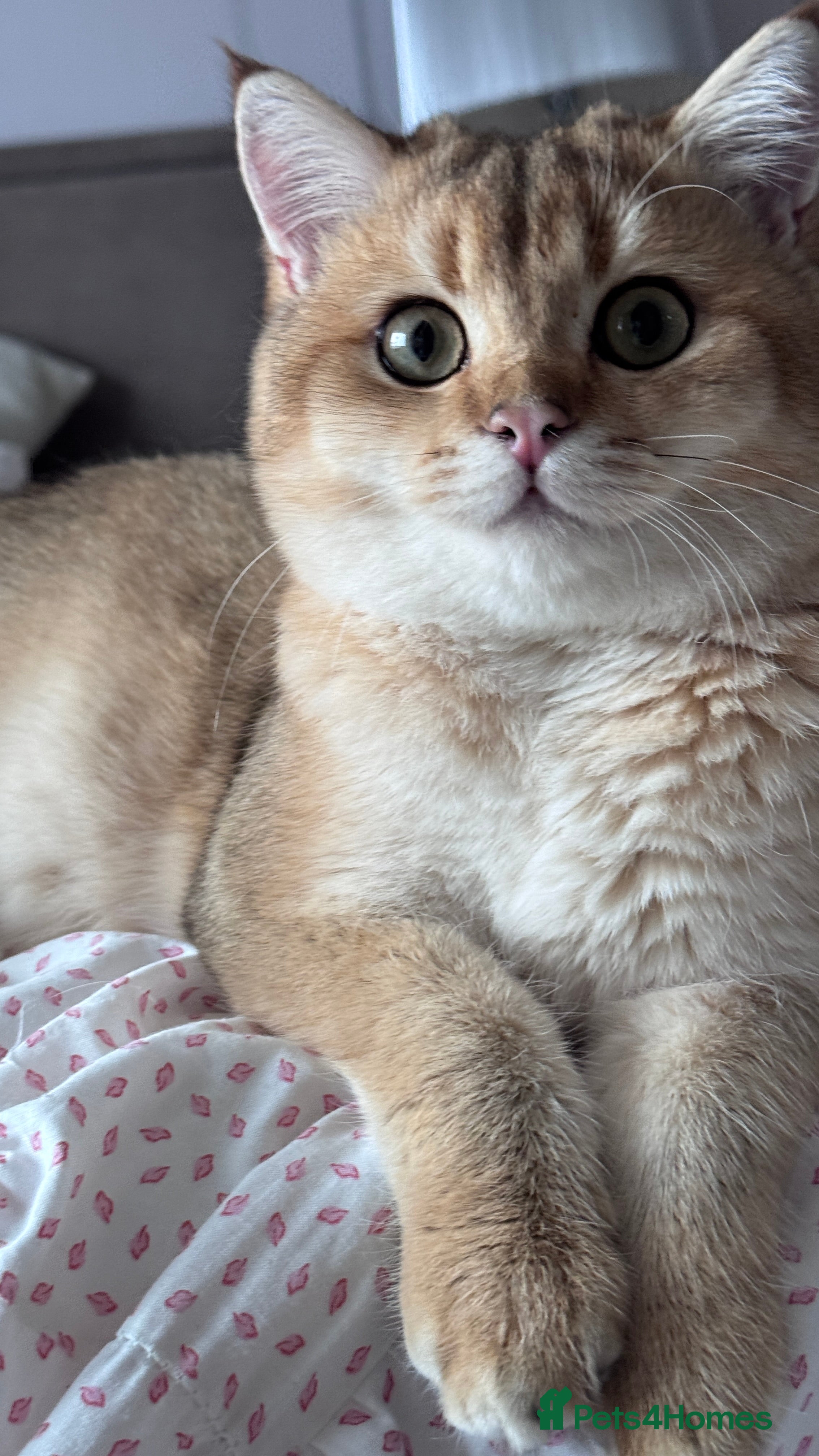 British Shorthair cats BSH BOY GCCF GOLDEN BLACK TIPPED  - Advert 18