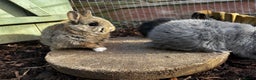Netherland Dwarf rabbits for sale: Pure Netherland dwarf  - Advert 1