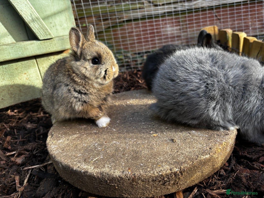 Netherland Dwarf rabbits for sale: Pure Netherland dwarf  - Advert 1