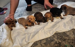 Mixed Breed dogs for sale: Beautiful jackchi puppies  - Image 21