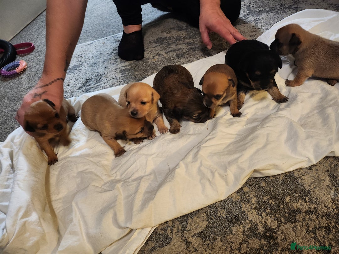 Mixed Breed dogs for sale: Beautiful jackchi puppies  - Image 21