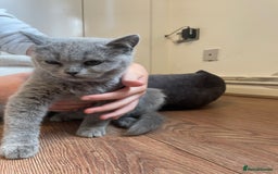 Scottish Fold cats for sale: Beautiful scotish fold straight ear kittens 🐱 ❤️ in Altrincham - Image 9