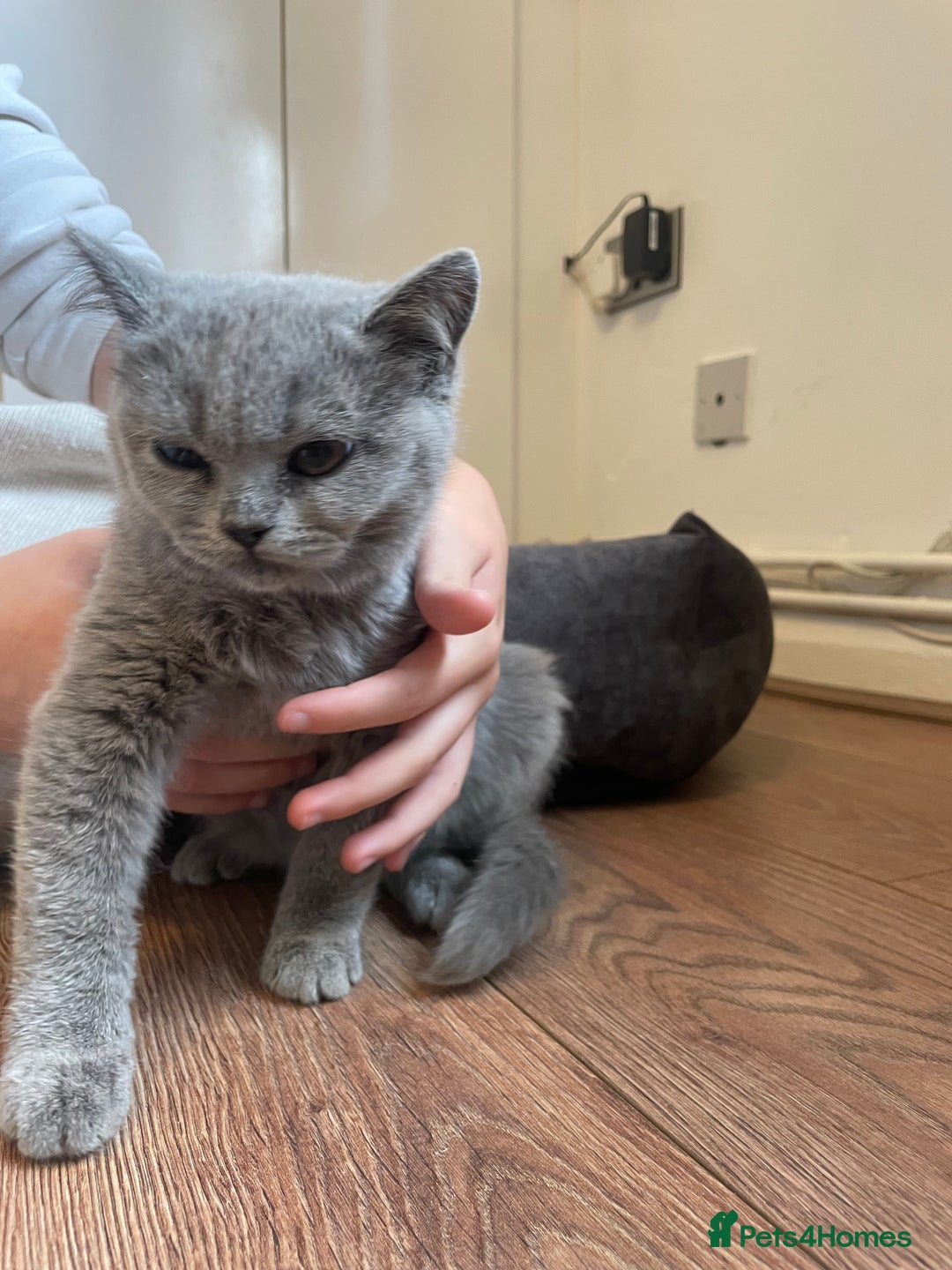 Scottish Fold cats for sale: Beautiful scotish fold straight ear kittens 🐱 ❤️ in Altrincham - Image 9