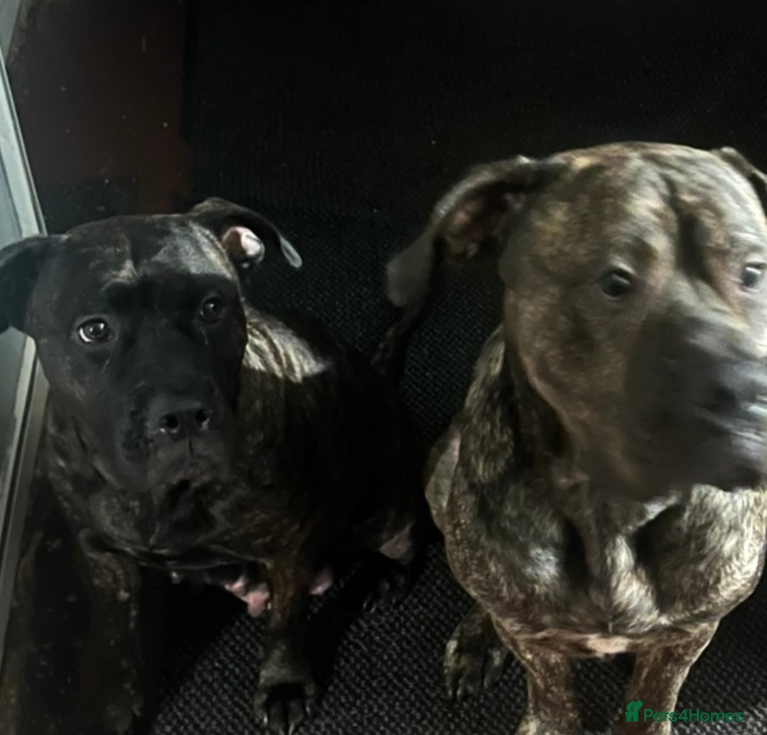 Presa Canario dogs for sale: Beautiful presa canario puppies!! - Advert 25