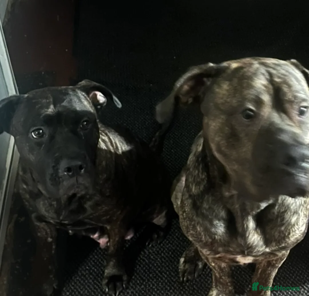 Presa Canario dogs for sale: Beautiful presa canario puppies!! - Advert 25