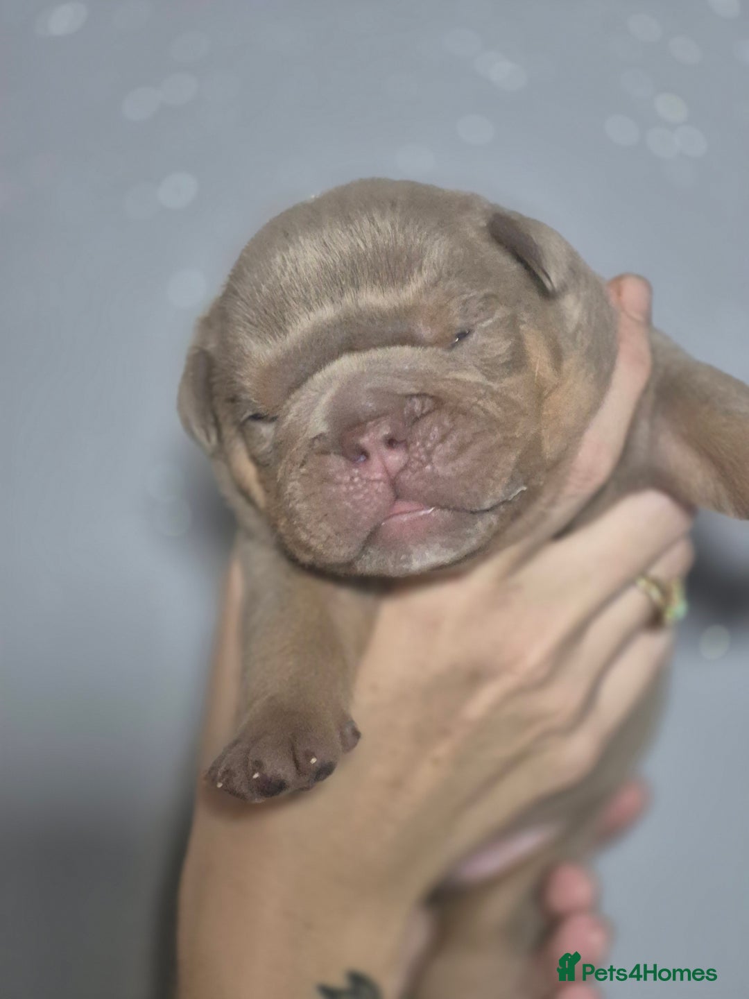 English Bulldog dogs for sale: Beautiful Litter Of New English Bulldog Puppies - Image 25