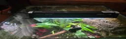 Frog reptiles for sale: Bioactive Dart Frog Vivarium 45cmPlanted/Automated - Advert 3