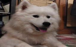 Samoyed dogs for sale: Beautiful Samoyed Puppies Ready Soon! - Advert 5
