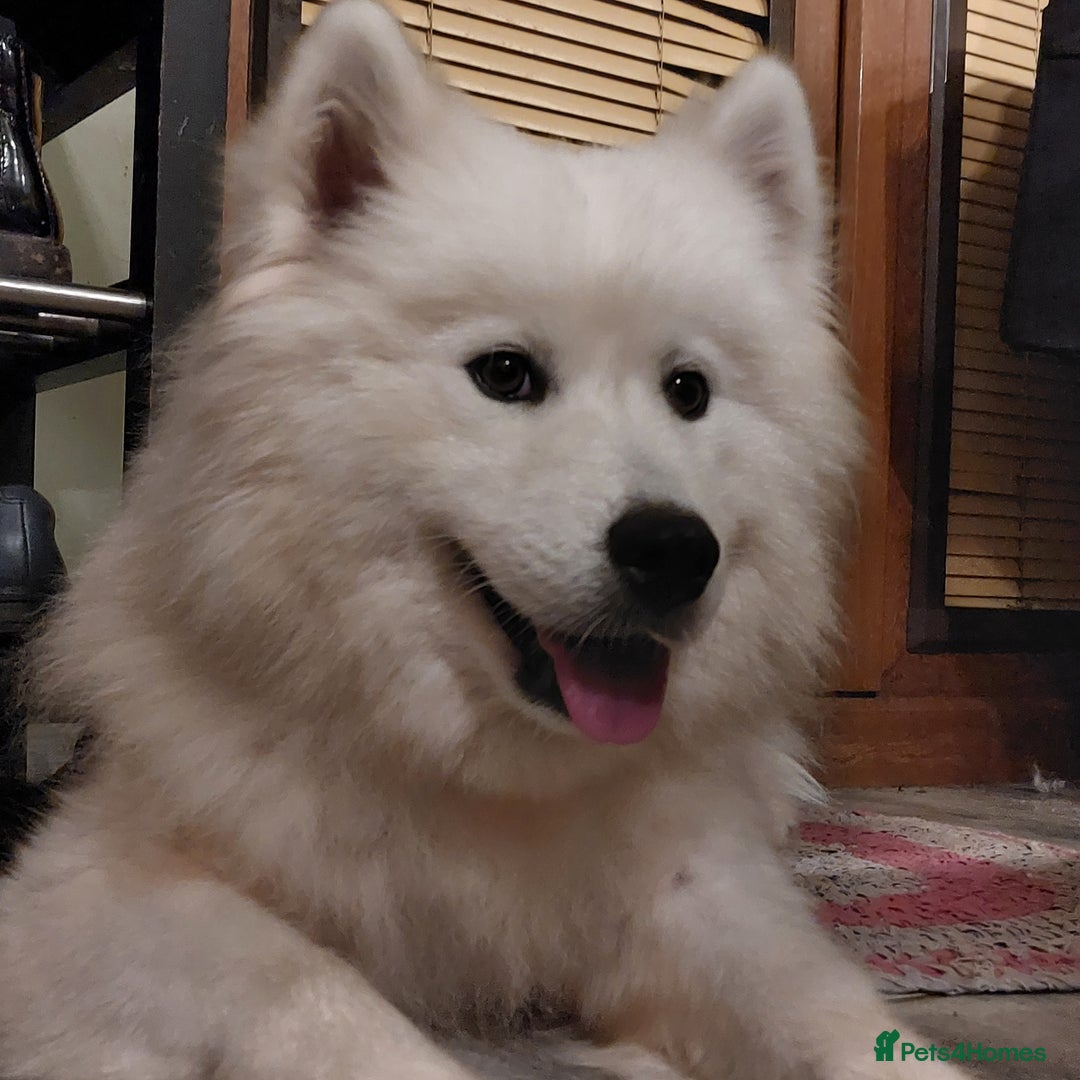 Samoyed dogs for sale: Beautiful Samoyed Puppies Ready Soon! - Advert 5
