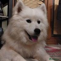 Samoyed dogs Adorable Samoyed Puppies – now ready to reserve - Advert 1