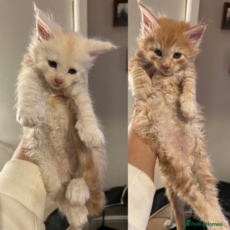 Maine Coon cats - Advert 7