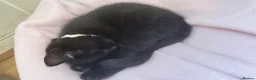 Mixed Breed cats for sale: 🐾 Adorable Black Kitten for Sale- Flora🌼 🐾 in Pembroke Dock - Advert 2