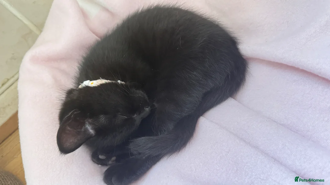 Mixed Breed cats for sale: 🐾 Adorable Black Kitten for Sale- Flora🌼 🐾 in Pembroke Dock - Advert 2