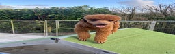 Miniature Poodle dogs for stud: Kc red miniature poodle stud in Preston - Advert 1